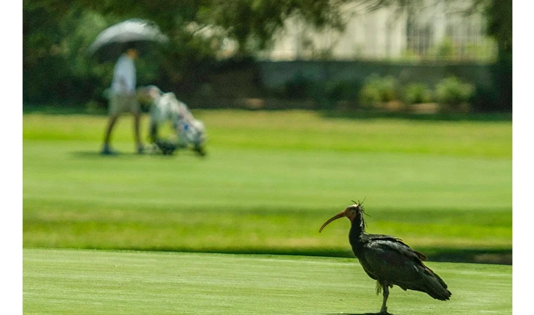 golf-novo-sancti-petri-naturaleza Ibis eremita en una calle del campo de golf Novo Sancti Petri