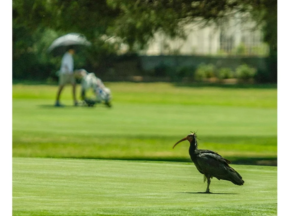 golf-novo-sancti-petri-naturaleza Ibis eremita en una calle del campo de golf Novo Sancti Petri