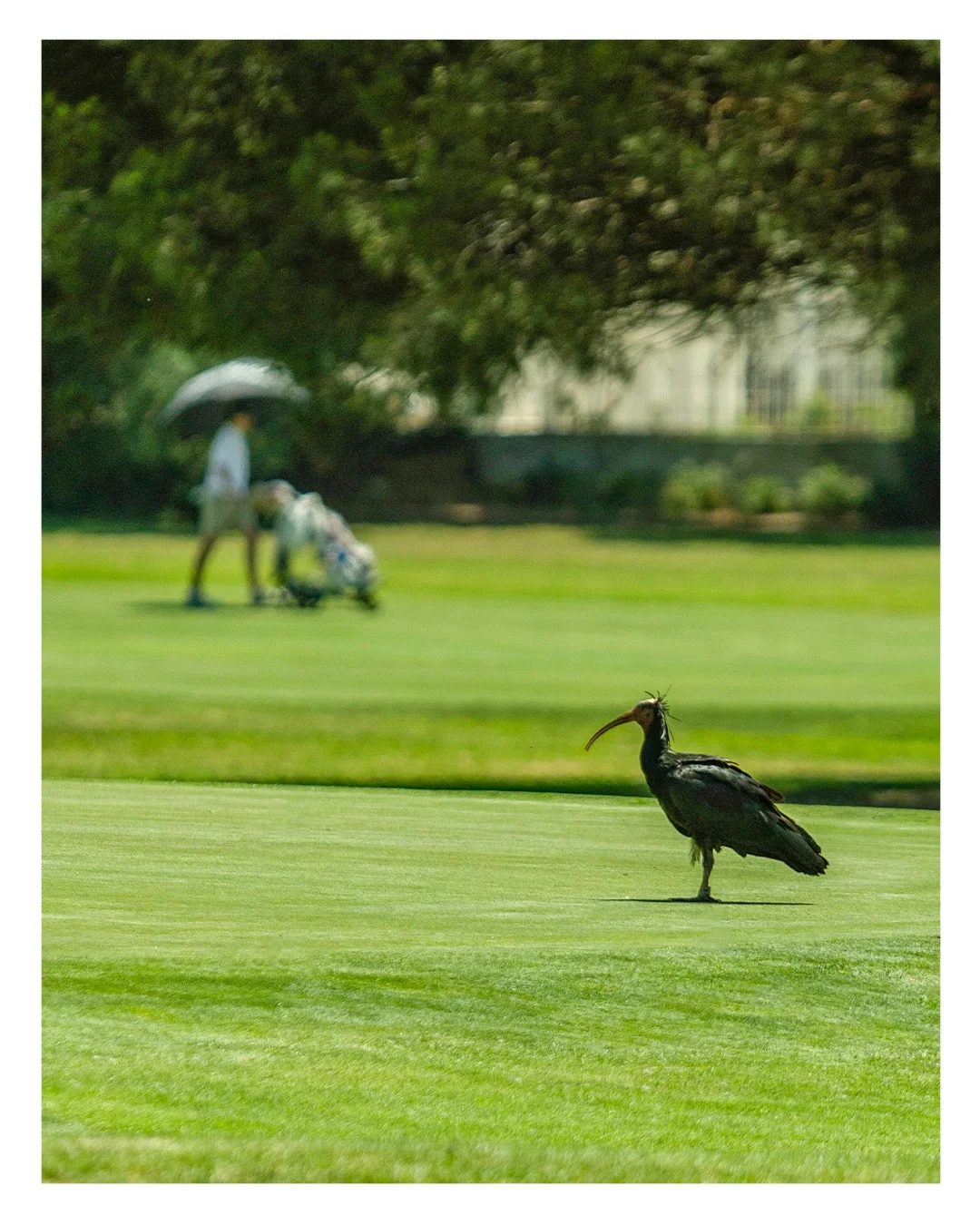 Ibis eremita en una calle del campo de golf Novo Sancti Petri